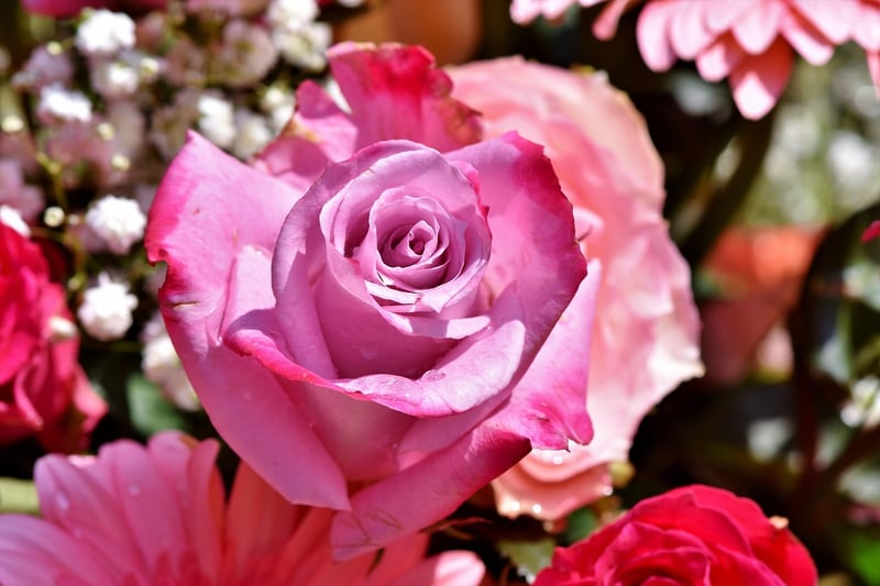 Romantic Gardens